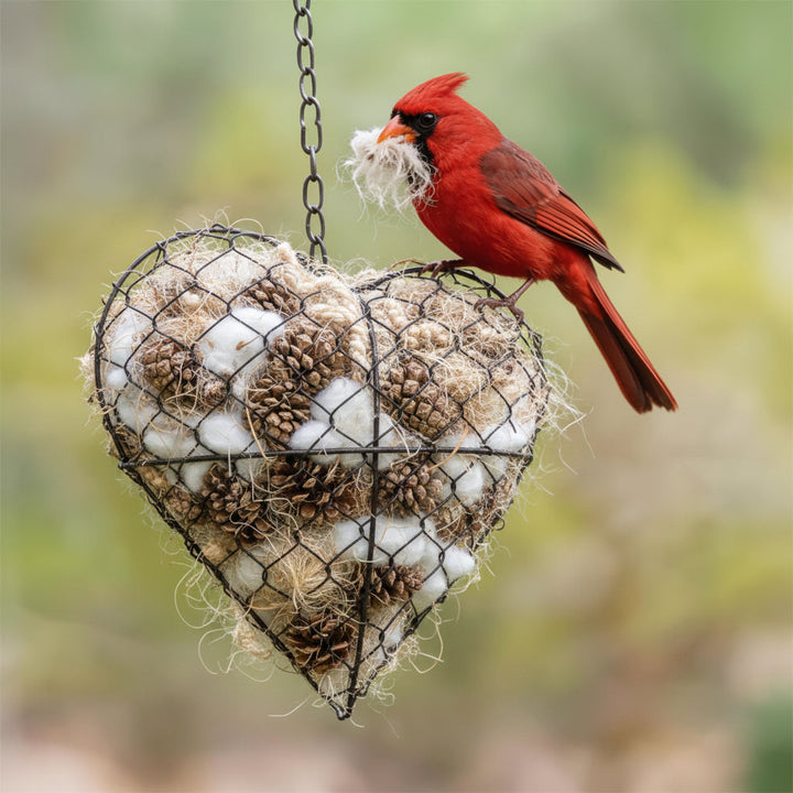 Bird Nesting Material Heart Shape Natural Habitat